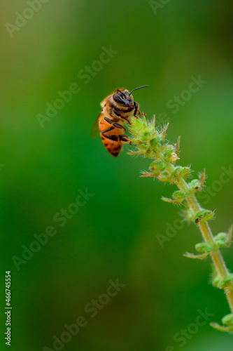 Bee on green basil flower. © Andre Nery