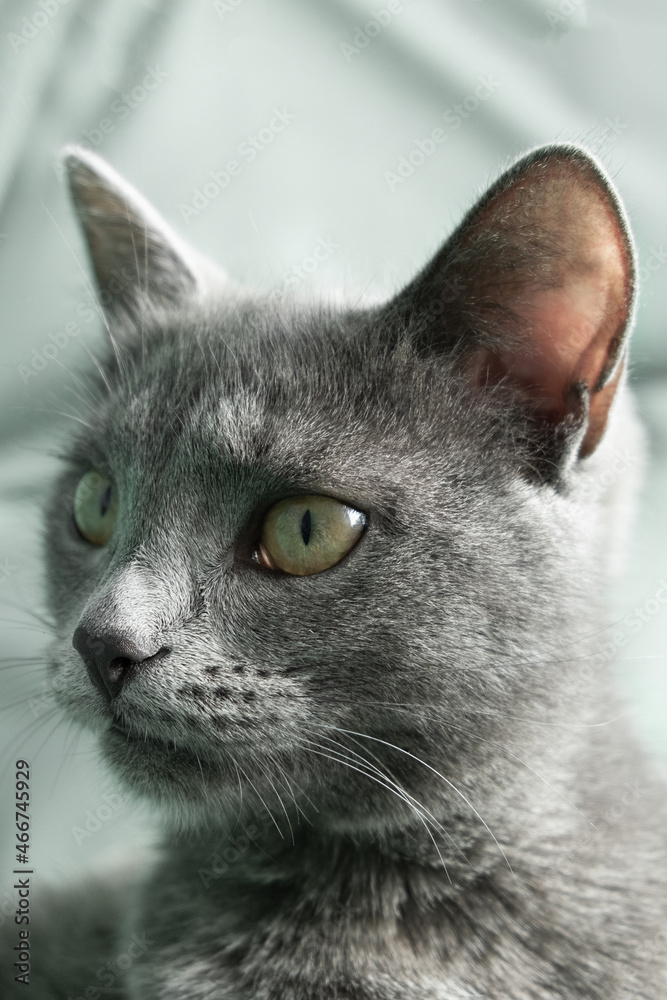 Close up portrait of gray cat with yellow eyes lies on a gray background. World Cat Day
