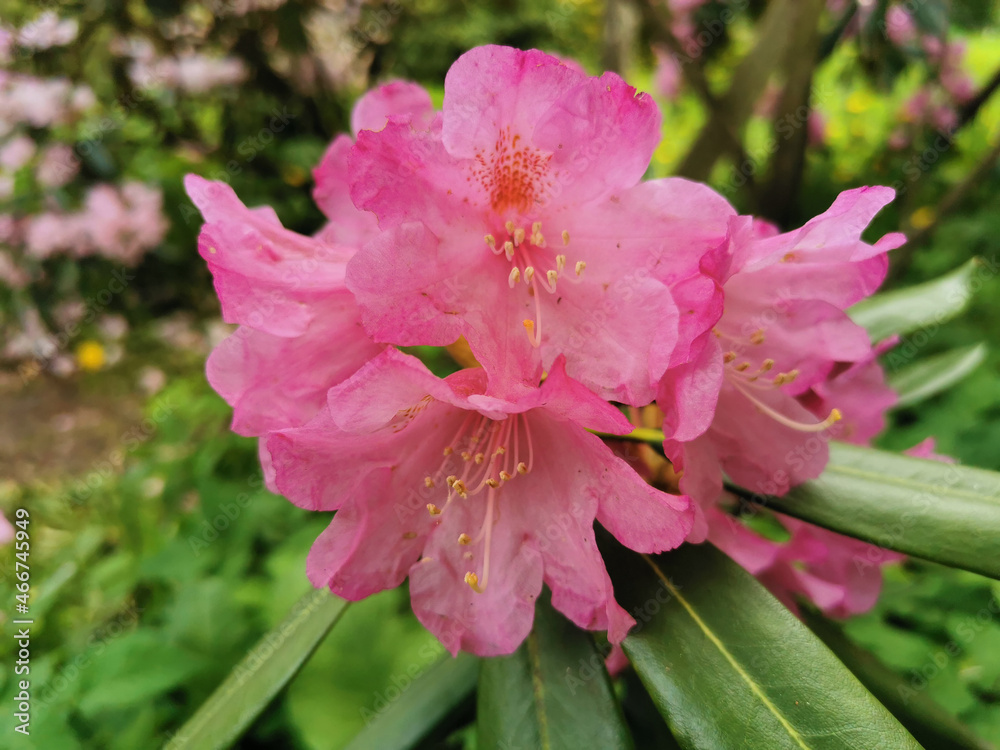 Pink-lilac rhododendron flowers in the botanical garden of St. Petersburg.