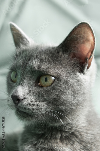 Close up portrait of gray cat with yellow eyes lies on a gray background. World Cat Day