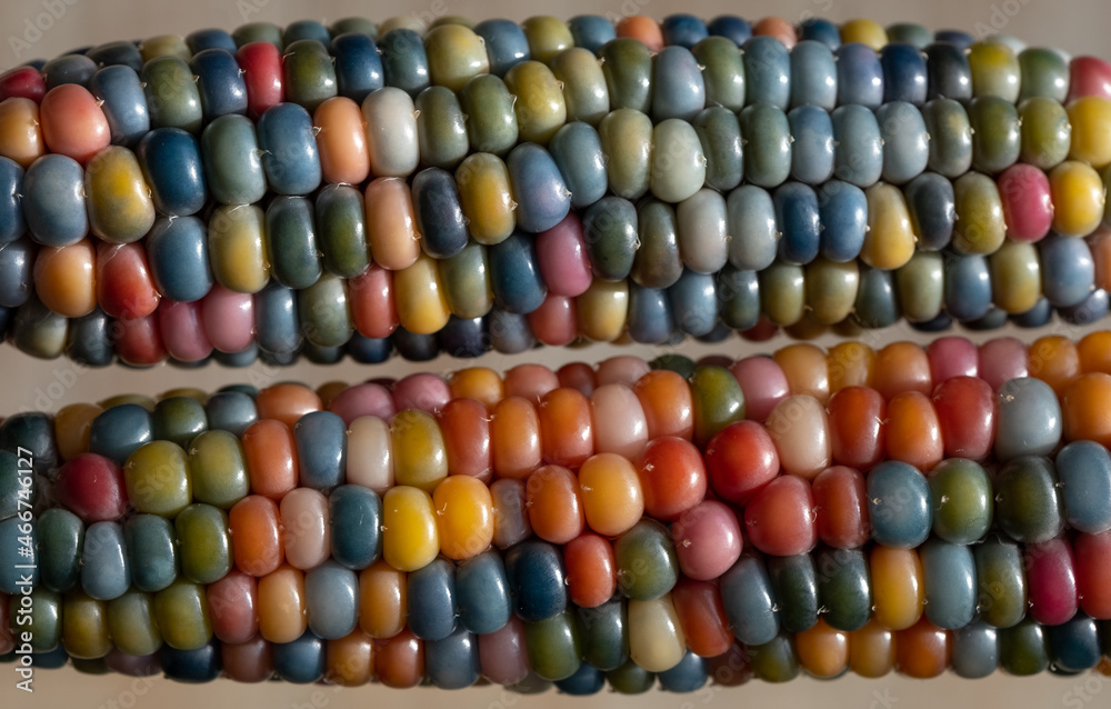 Macro photo of Zea Mays gem glass corn cobs with rainbow coloured kernels, grown on an allotment in London UK. Macro photo of Zea Mays gem glass corn cobs with rainbow coloured kernels, grown on an allotment in London UK.