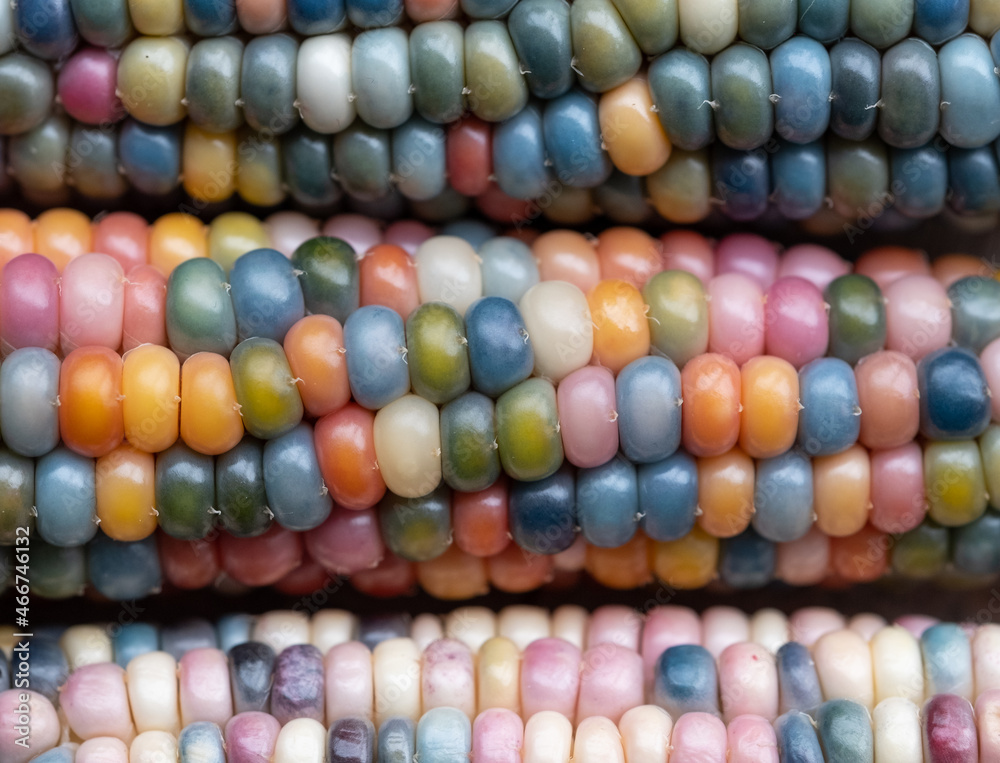Macro photo of Zea Mays gem glass corn cobs with rainbow coloured kernels, grown on an allotment in London UK. Macro photo of Zea Mays gem glass corn cobs with rainbow coloured kernels, grown on an allotment in London UK.