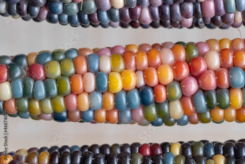 Macro photo of Zea Mays gem glass corn cobs with rainbow coloured kernels  grown on an allotment in London UK.