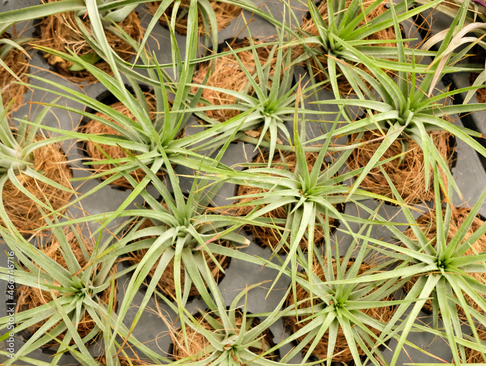 Obraz premium Close up of a Tillandsia, a tropical air plants.