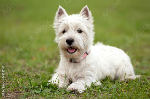 West Highland White Terrier. dog on the grass. © Aleksandra