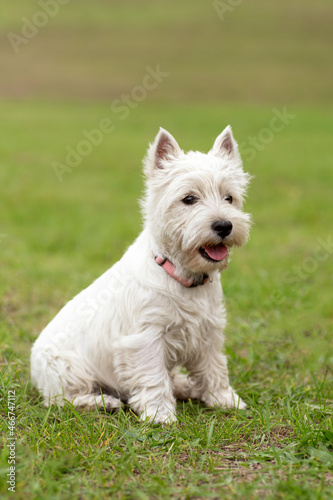 West Highland White Terrier. dog on the grass.