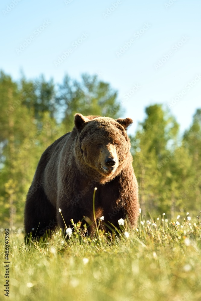 Fototapeta premium Brown bear approaching at sunny daylight, forest in the background
