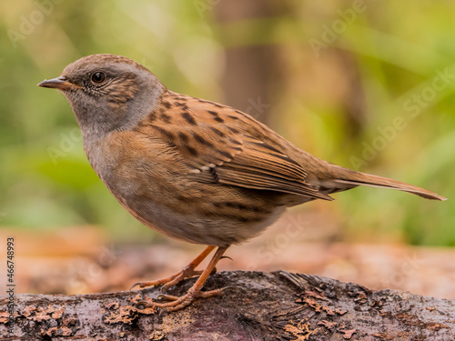 Heckenbraunelle am Futterplatz