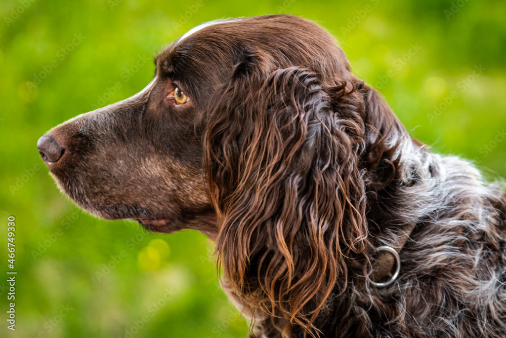 english cocker spaniel