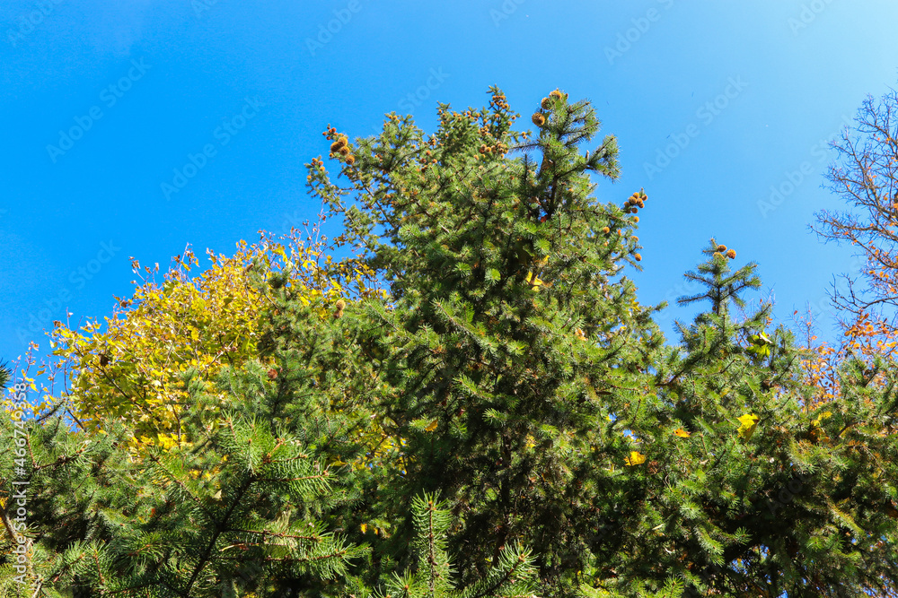 Green Christmas tree with cones on the background of blue autumn sky Green Christmas tree with cones on the background of blue autumn sky