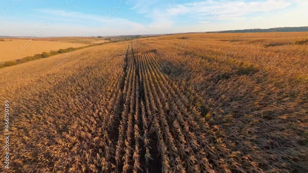 Aerial FPV drone view of endless wide agricultural fields with growing wheat crops. Countryside. Agribusiness. Travel.