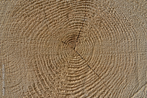 Jahresringe