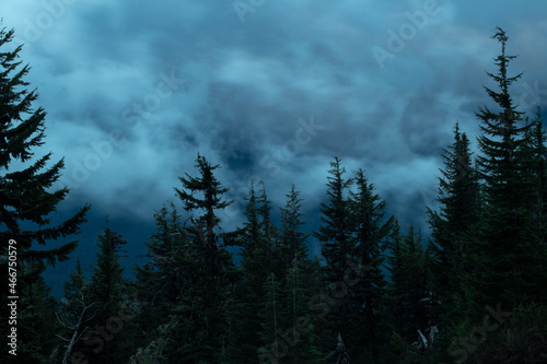 clouds in the forest © Douglas