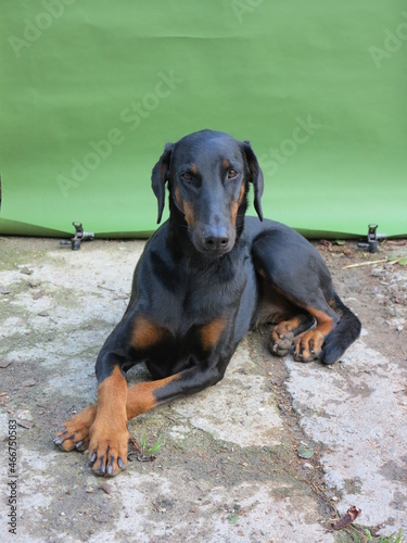canine Dobermann pinscher dog portrait © KONARSKI