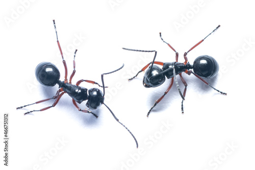 Two Black Garden Ants isolated on white background