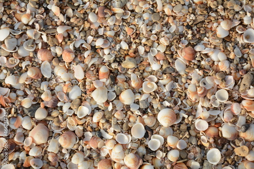 Sea shells background. Sea shells at the beach