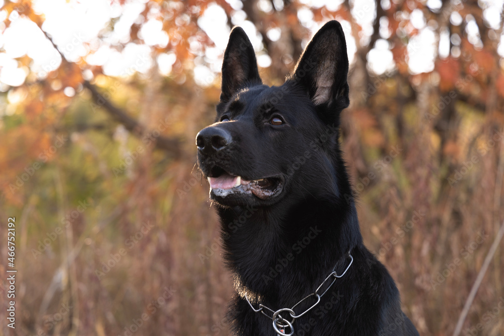 black and white dog