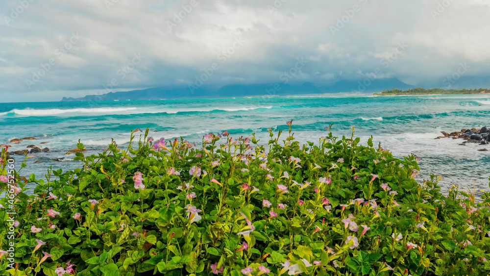 Pink flowers. Blue ocean waves in the background. White cloud. Pink flowers. Blue ocean waves in the background. White cloud.