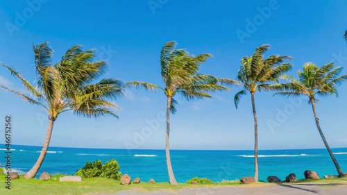 Palm trees against the blue sea and blue sky. Four palm trees are brightly lit by the sun.