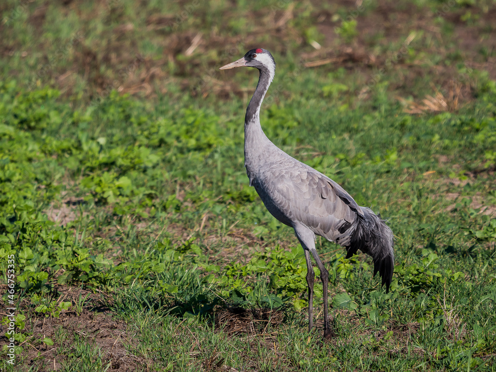 Obraz premium Kranich bei der Futtersuche