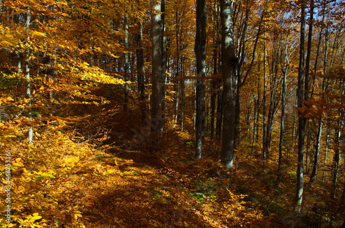 Autumn forest nature. Vivid morning in colorful forest with sun rays through branches of trees.