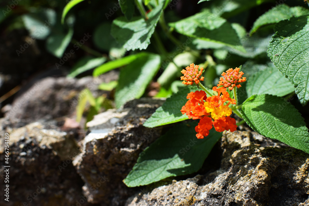 Flores Anaranjadas y Amarillas, hojas verdes sobre un fondo de piedra color gris. Flores Anaranjadas y Amarillas, hojas verdes sobre un fondo de piedra color gris.