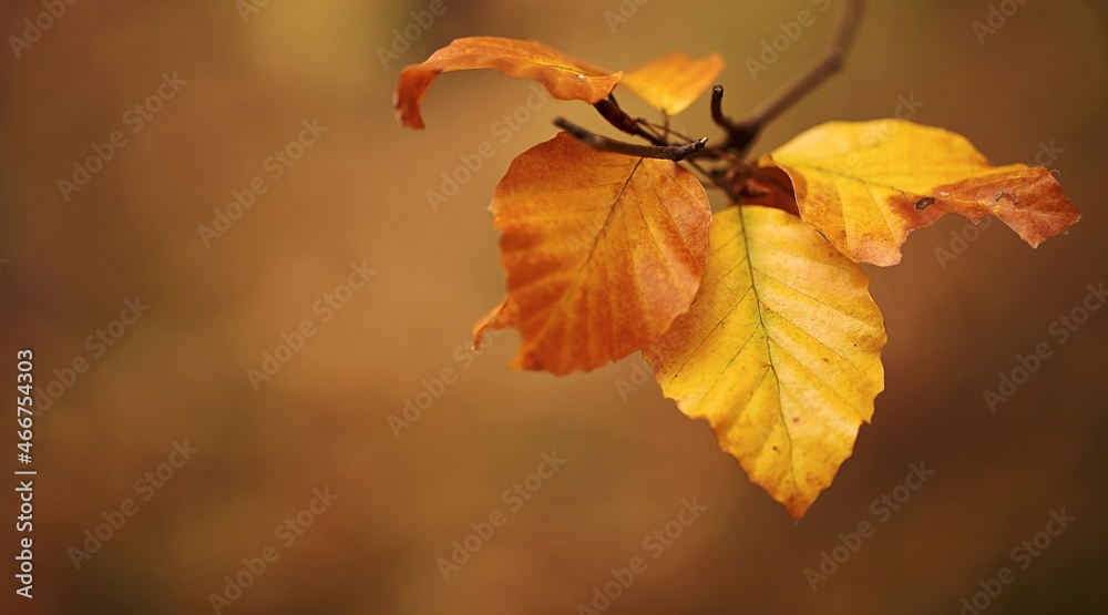 Jesień w lesie w kolorach liści - obrazy, fototapety, plakaty 