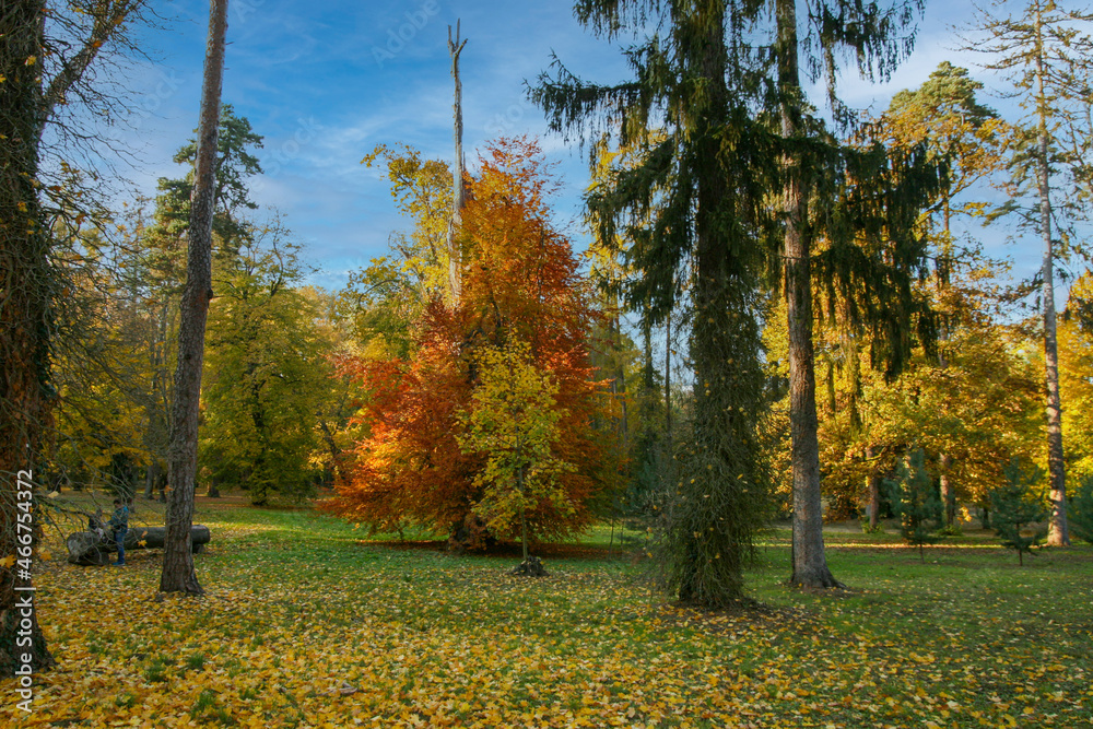 A Beautiful Autumn Scenery Captured on the Village Dolna Krupa, Trnava on Slovakia. - obrazy, fototapety, plakaty 