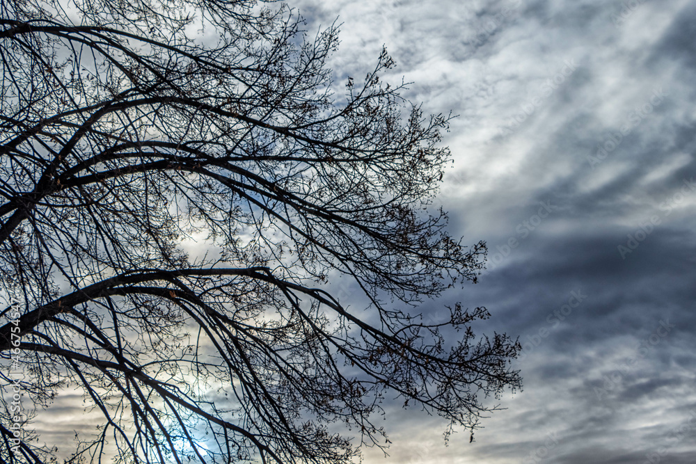 Bare branches of trees against the autumn sky. Bare branches of trees against the autumn sky.