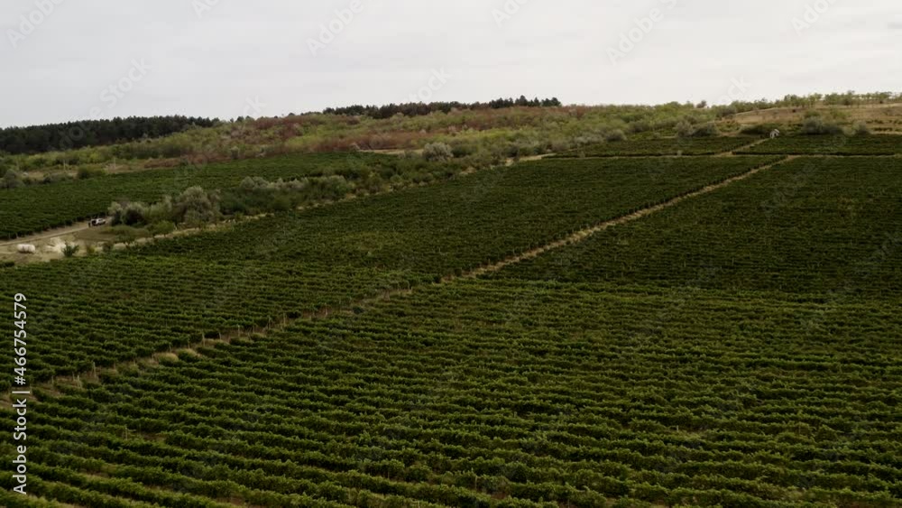 Beautiful winery with a view in Europe, big vineyard with green plants for wine production, nature in the countryside Beautiful winery with a view in Europe, big vineyard with green plants for wine production, nature in the countryside