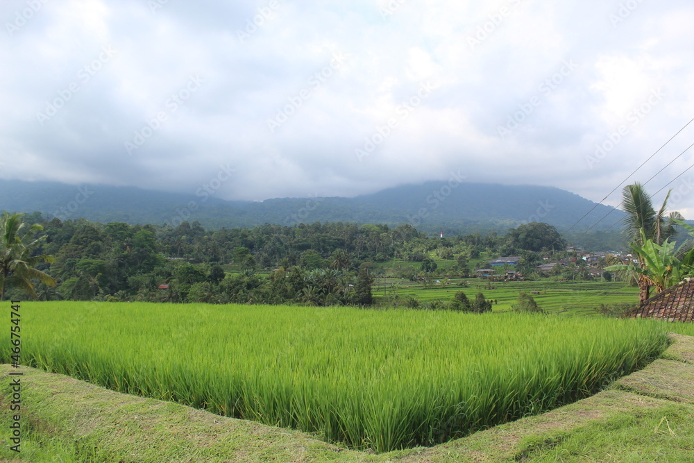 landscape with hills and trees,
well known as beautiful rice terrace located in Tabanan Bali Indonesia. Jatiluwih is one of many sightseing must come place while you are visit Bali.