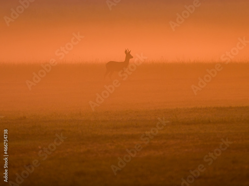Reh auf der Wiese im Nebel bei Sonnenaufgang
