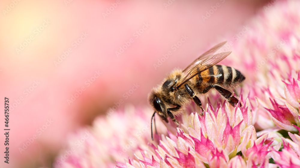 A bee on a blooming flower on a radiant background. A bee on a blooming flower on a radiant background.