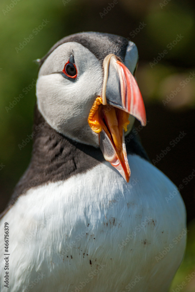 Naklejka premium Un macareux moine le bec ouvert sur l'île de Skokholm au Pays de Galles.