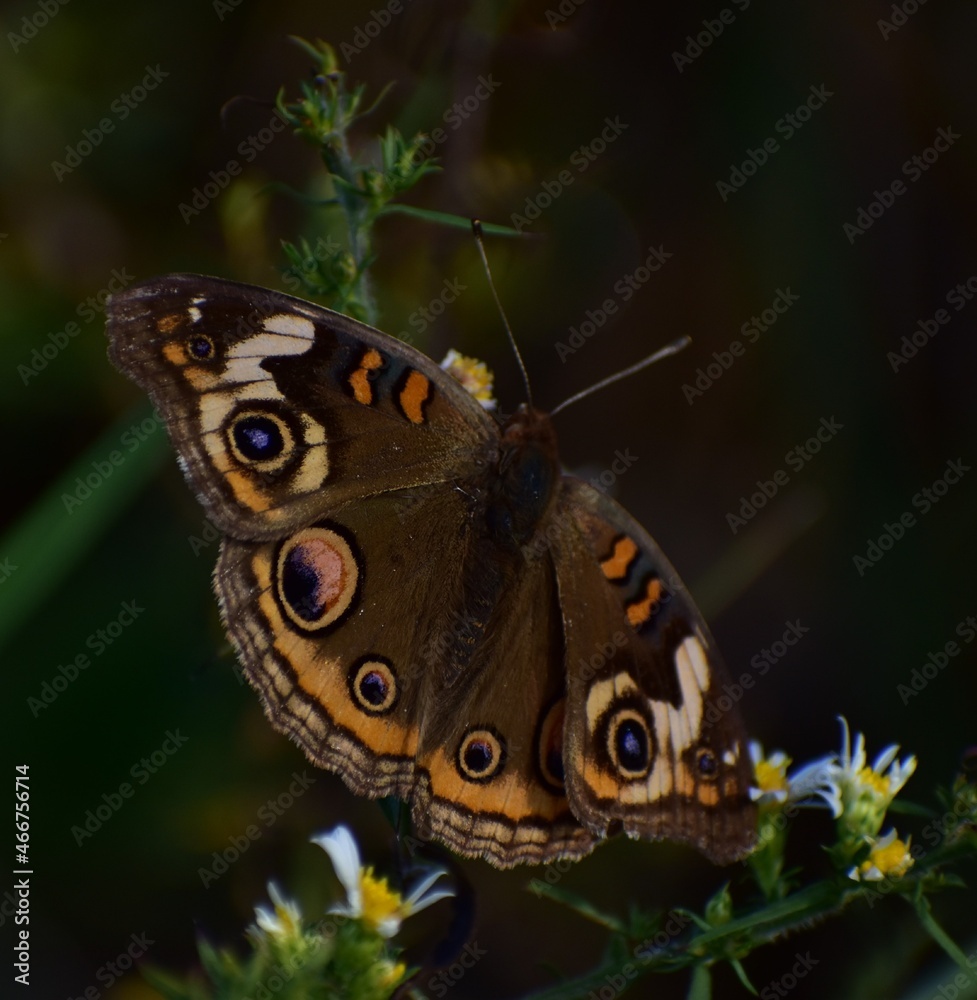 Fototapeta premium Buckeye butterfly