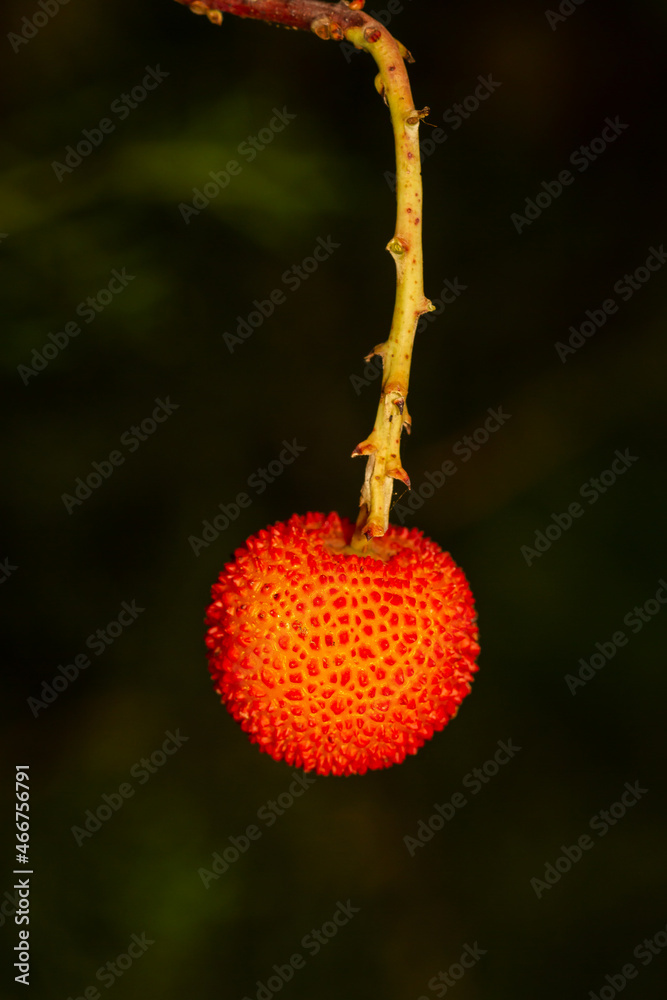 Obraz premium Strawberry tree (Arbutus unedo), with ripe red fruit, typical of Mediterranean countries.