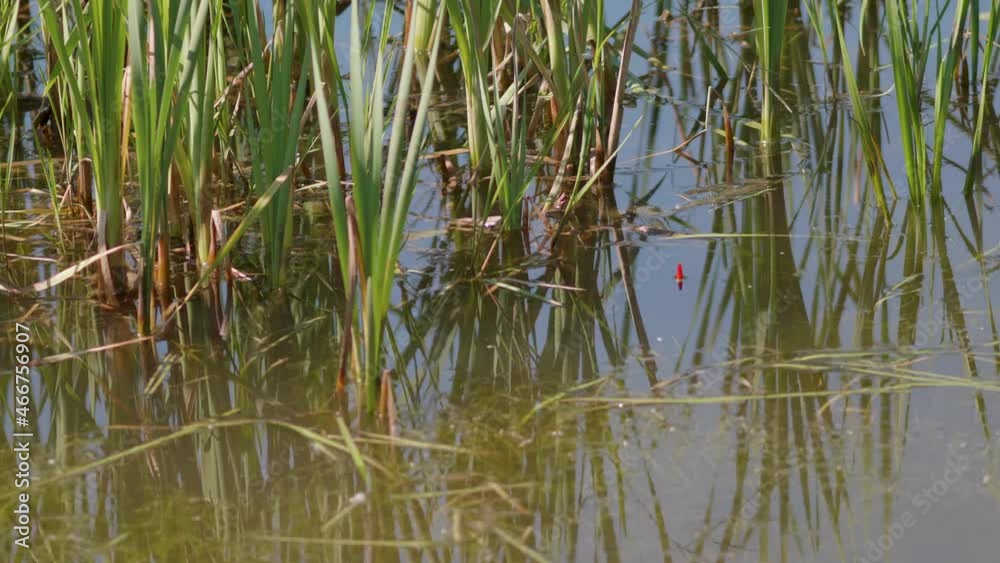 Plastic red float swings on surface of overgrown pond. Fishing in summer. Plastic red float swings on surface of overgrown pond. Fishing in summer.