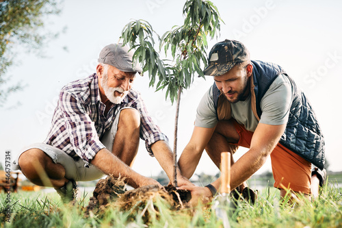 Mid adult man and his senior father plant tree sapling in nature.