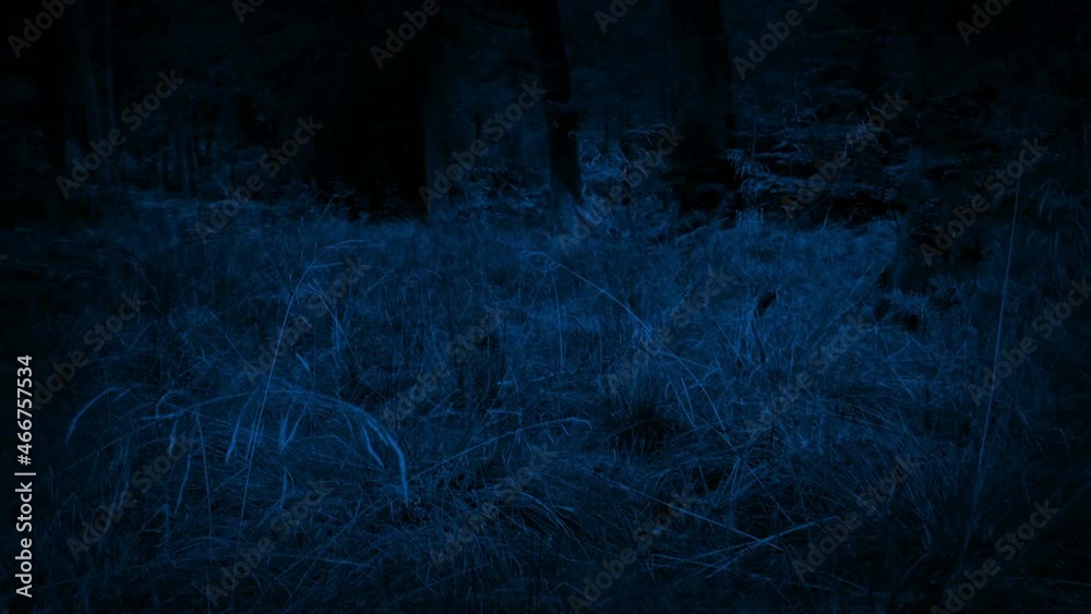Monster Or Animal POV Moving Through Long Grass At Night Monster Or Animal POV Moving Through Long Grass At Night