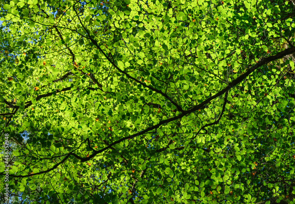 Sunlight through the leaves on a tree. Leaves as background. Forest in summer time. Photo with high resolution. Sunlight through the leaves on a tree. Leaves as background. Forest in summer time. Photo with high resolution.