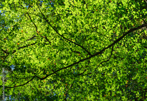 Sunlight through the leaves on a tree. Leaves as background. Forest in summer time. Photo with high resolution.