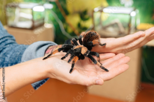 A large tarantula spider sits on the arm.