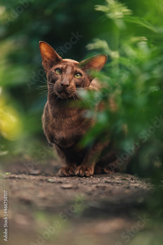 A brown oriental cat sits near a flower bed with greenery.