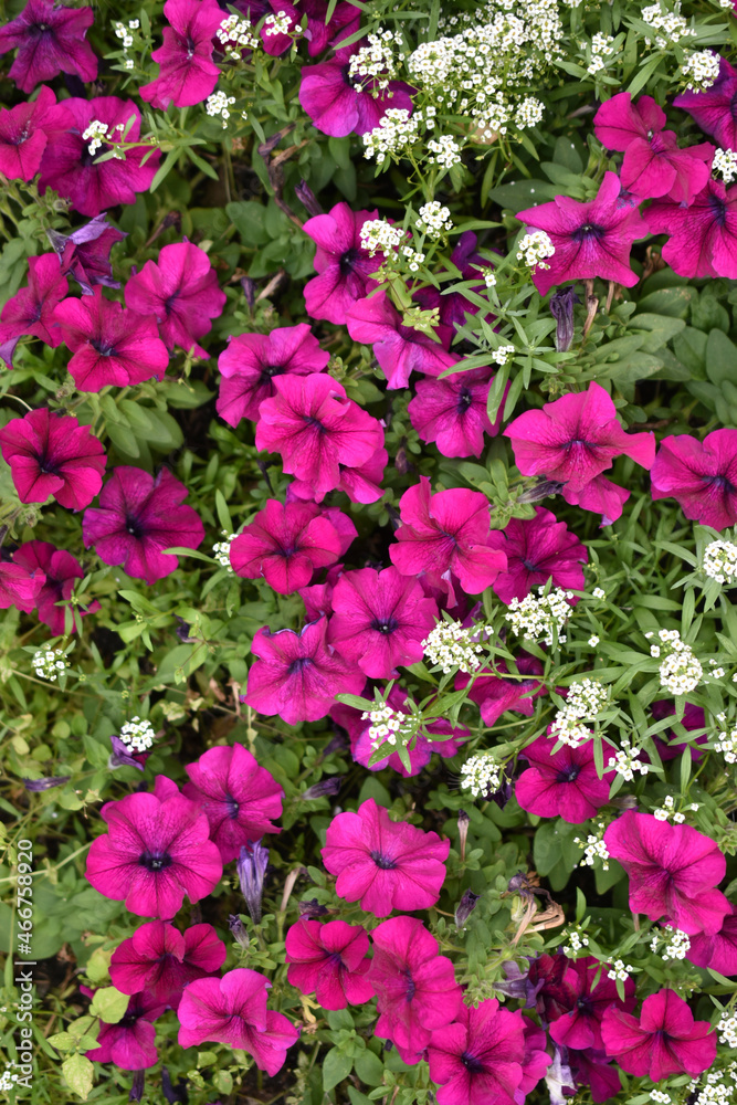 Colorful petunia flowers on a flower bed
