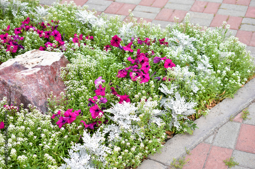 Colorful petunia flowers on a flower bed