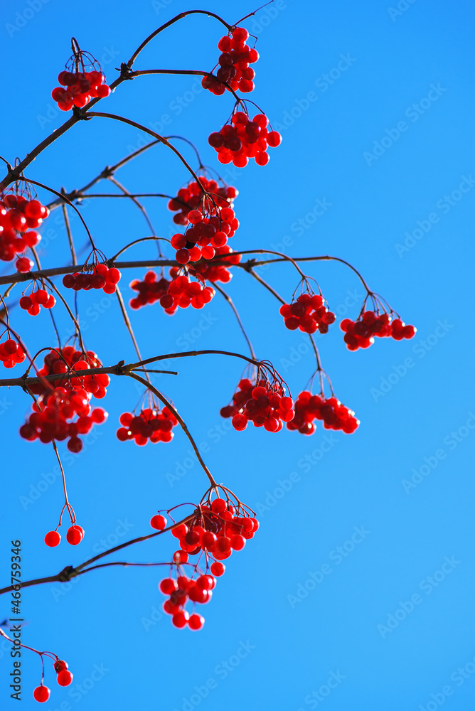 Red ripe viburnum opulus berries on branch against clear blue sky in sunlight. Guelder rose or water elder in autumn. Selective focus.