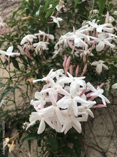 Pequeñas flores blancas del jazmín del país