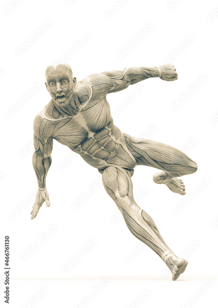muscleman anatomy heroic body parkour run in white background muscleman anatomy heroic body parkour run in white background