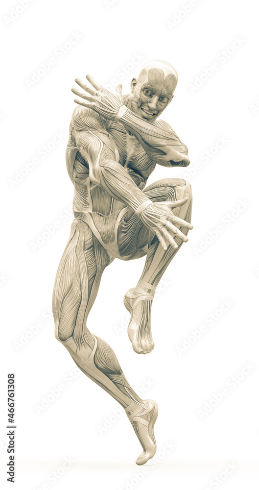 muscleman anatomy heroic body dancing pose three in white background muscleman anatomy heroic body dancing pose three in white background