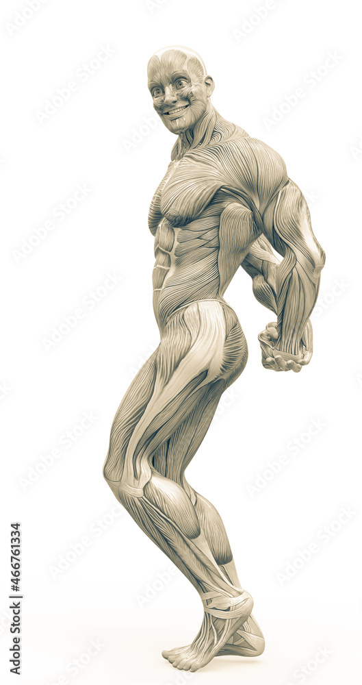 muscleman anatomy heroic body doing a bodybuilder pose eight in white background muscleman anatomy heroic body doing a bodybuilder pose eight in white background